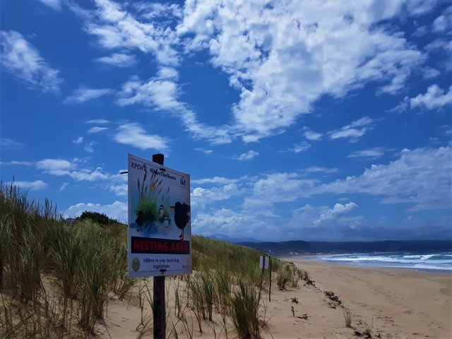 Nesting area of the rare and shy black Oystercatcher bird