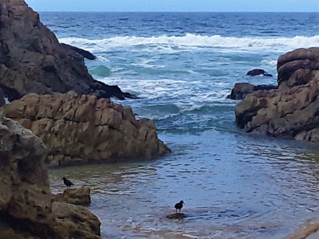 Close-up zoom in on the black Oystercatcher birds