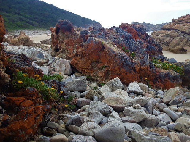 Beautiful indigenous flowers growing out of the rocks at the shoreline