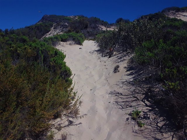 Tortoise in the distance on the white sand up ahead