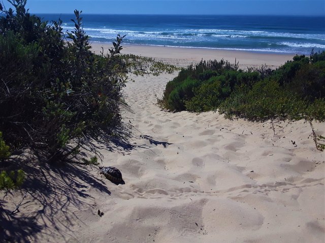 Here you can see how close the tortoise lives to the sea shore