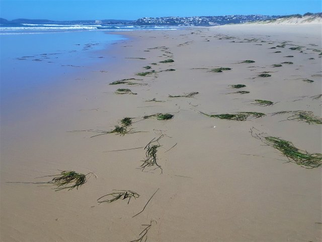 Fresh green river grass washed up after being washed out to sea via the river mouth nearby, facing west
