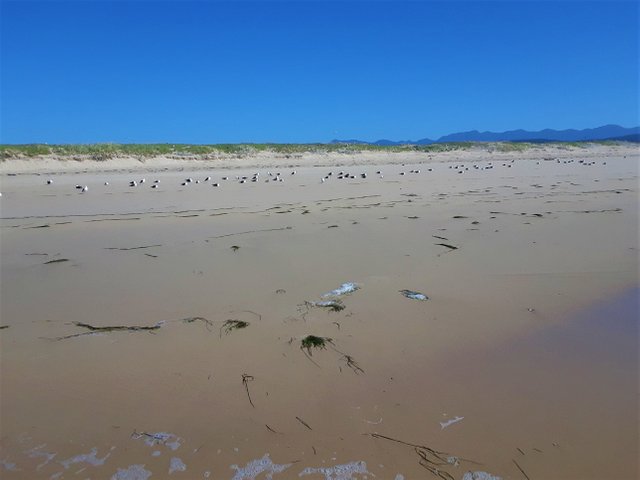 Seagull nesting dunes, with the lagoon just behind the low dune, out of shot.