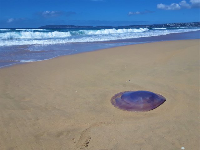 Curious jellyfish washed up on the long sandy stretch of beach, with the town of Plettenberg Bay in the distance.