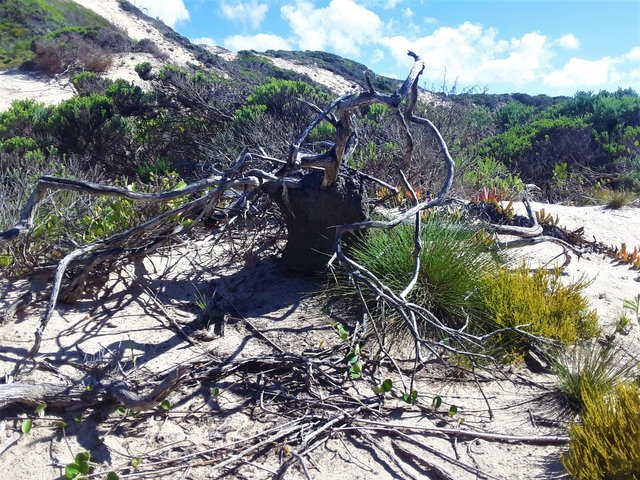 Some curious overturned roots among the indigenous ”Fynbos Floral Kingdom” that grows on the dunes.