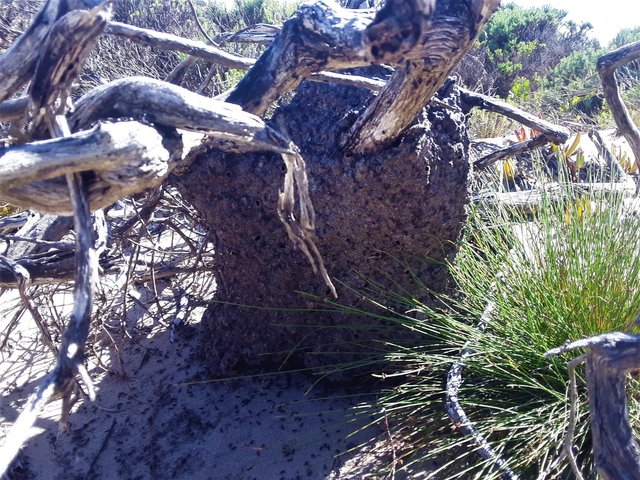 Close-up of the roots in what looks to me like an ant hive.