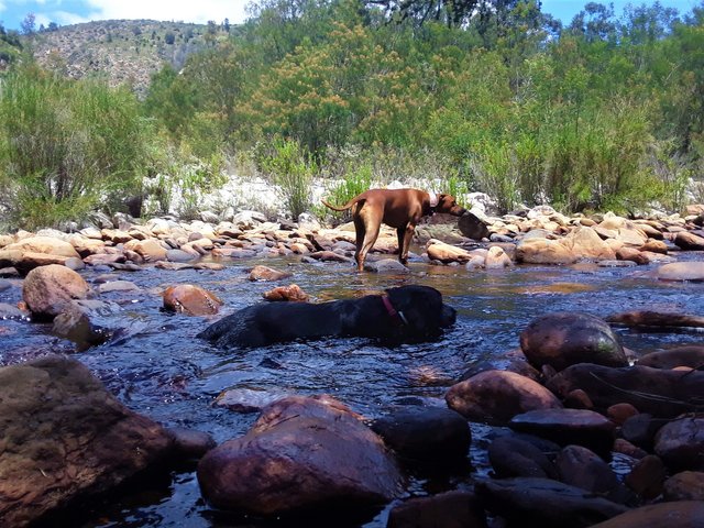 The dogs enjoyed the water just as much as I did