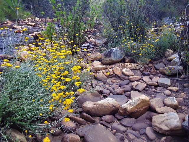 Subtle colors of the indigenous ”Fynbos Floral Kingdom” unique to this region of the African south coast.