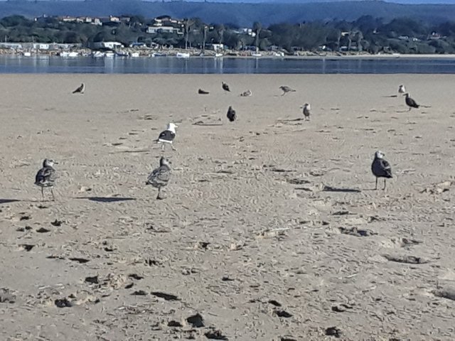 Close up of the seagulls with boat harbored in the background