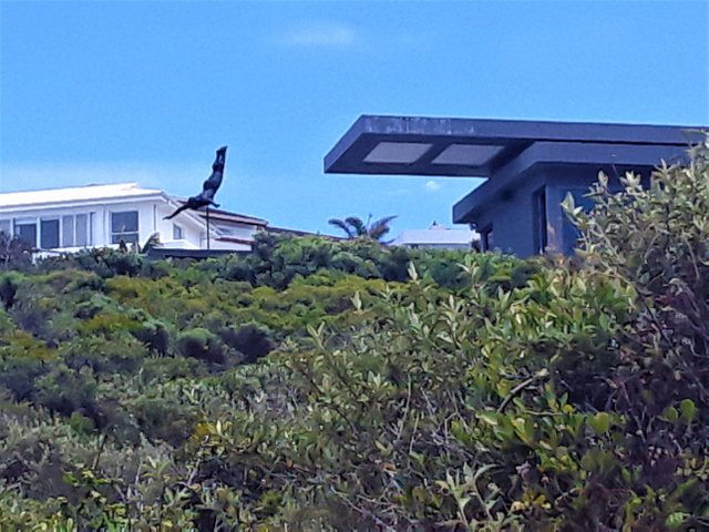 Some stylish sculpture for the poolside in this particular beachfront home.