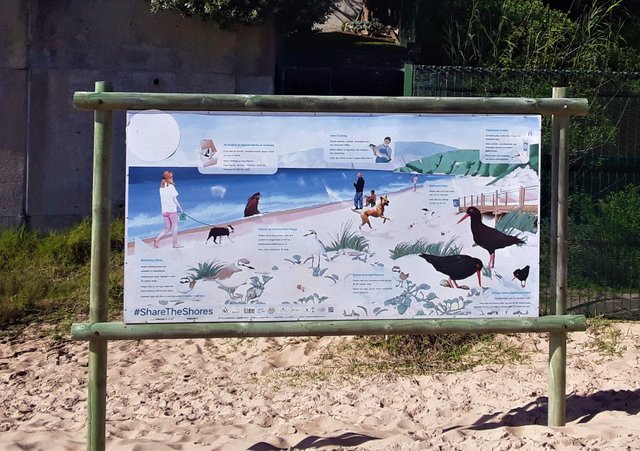 Signs reminding us that we share the beach with rare endangered black oystercatcher birds.