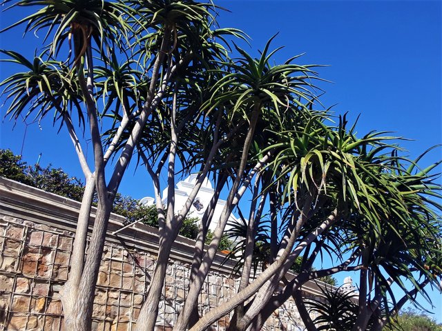 A fine example of old Cape Dutch architecture, along with indigenous flora. (And electrified border fence, if you look carefully!)