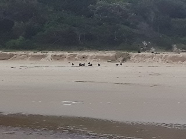 A rare sighting to see so many of the Oystercatchers together