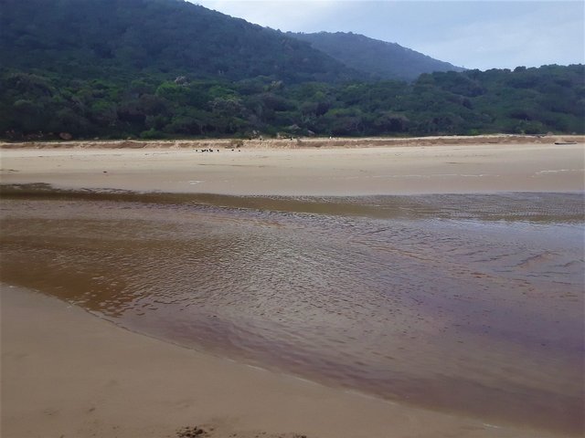 Black Oystercatcher birds across the river, endangered species in this region