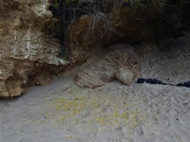 Notice the yellow leaves fallen on the sand with winter here