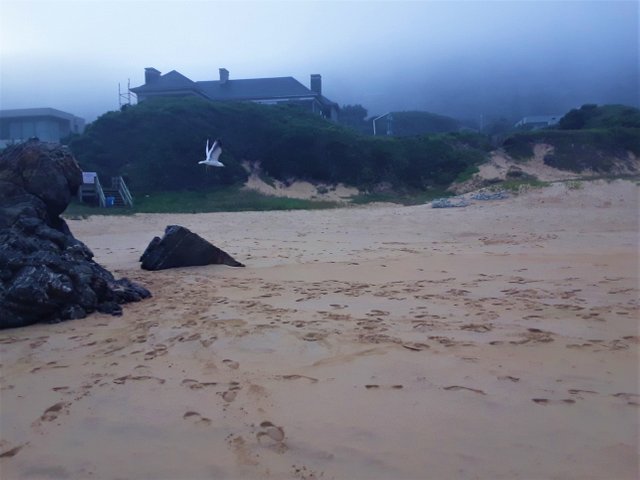 Seagull in mid flight with holiday houses for millionaires at the beach