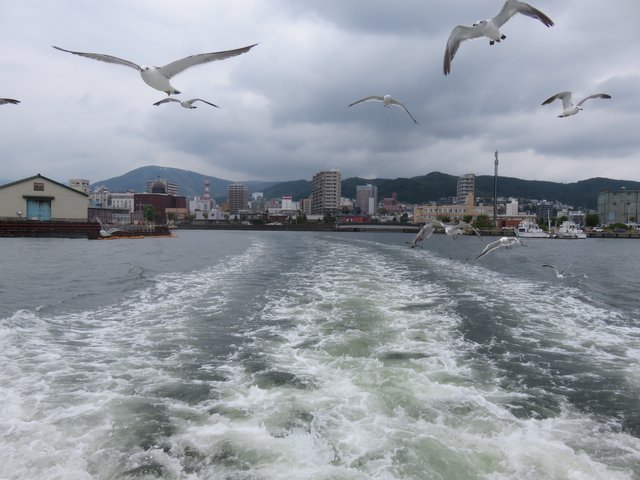 Otaru and gulls.