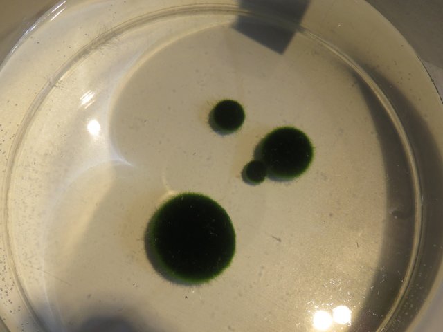 Some Marimo.