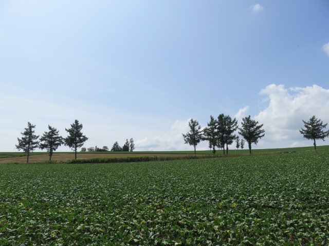 Mild Seven Hills, more romantic tobacco scenery