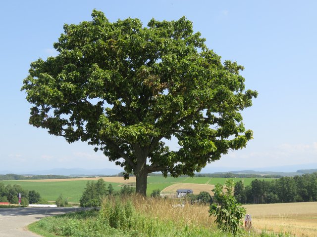 Seven Stars Cigarette Package tree