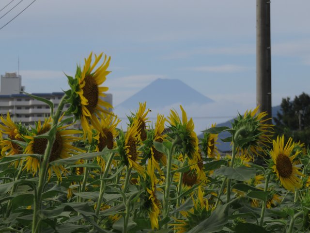 And again, through the sunflowers.