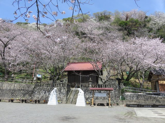 This is Yasaka Shrine, the main cherry blossom area in Kanbara.