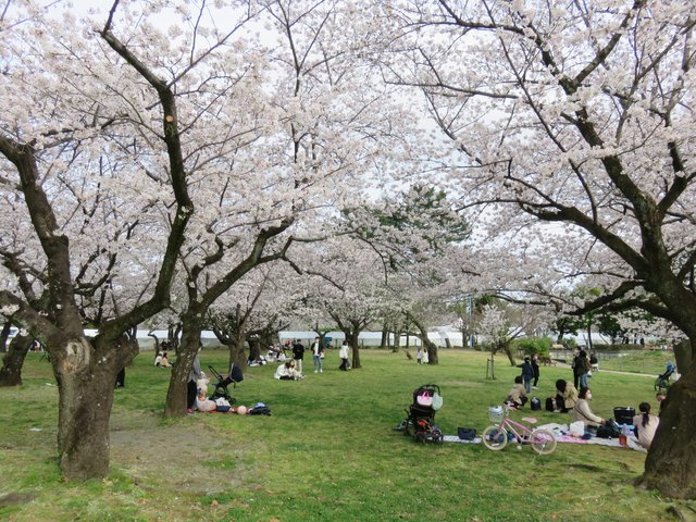 Relaxing under the blossoms.