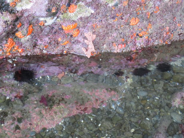 Uni (Sea Urchins)