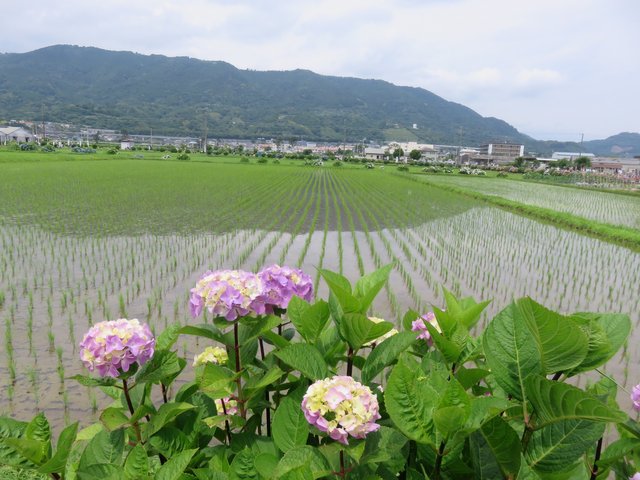 The new town of Kaisei opens up into rice fields and hydrangeas