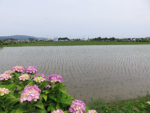 Some flowers