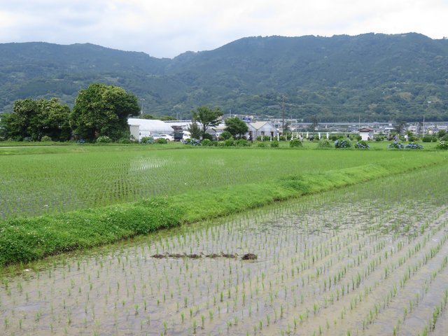 Ducklings follow their mother in the clean water of the paddy fields here