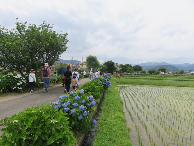 One of the many lanes of hydrangeas, with the sound of running water everywhere.