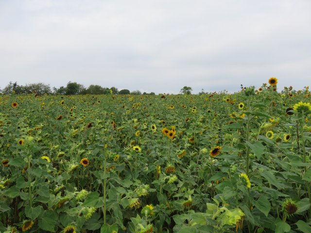 Sunflowers