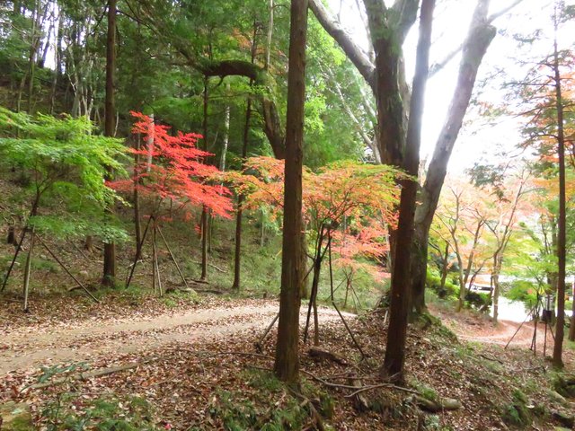 Walking up to the plum orchard