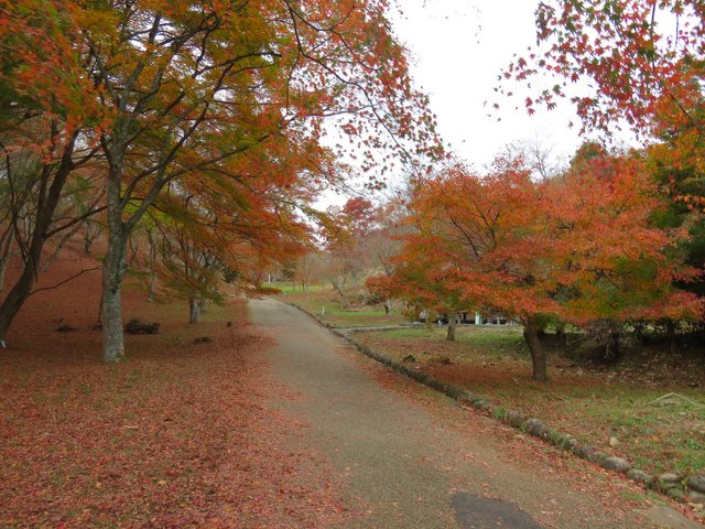 The momiji park