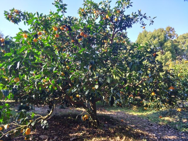 Orange trees.