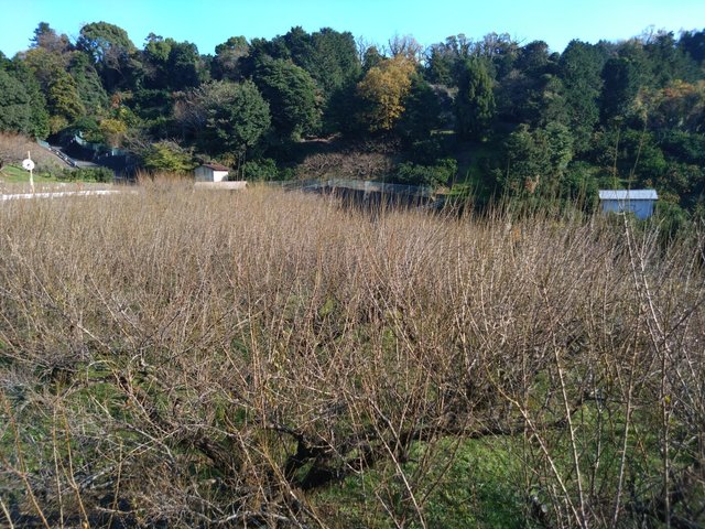 Plum trees.