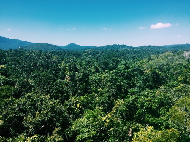 Amazing view over the rainforest 