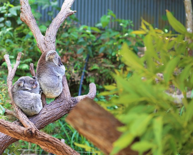 Cute koalas at the Kuranda koala gardens
