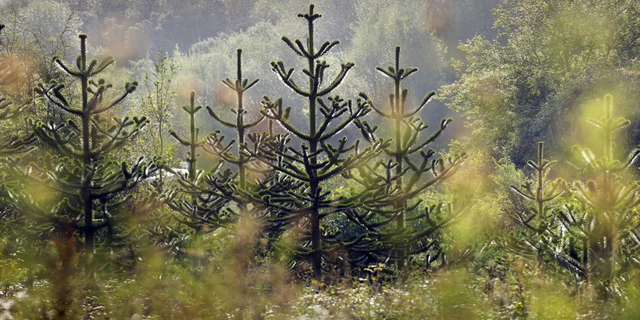 Monkey-puzzle trees