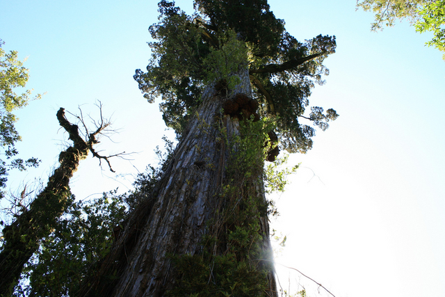 The Alerce tree. Andino National Park, Chile