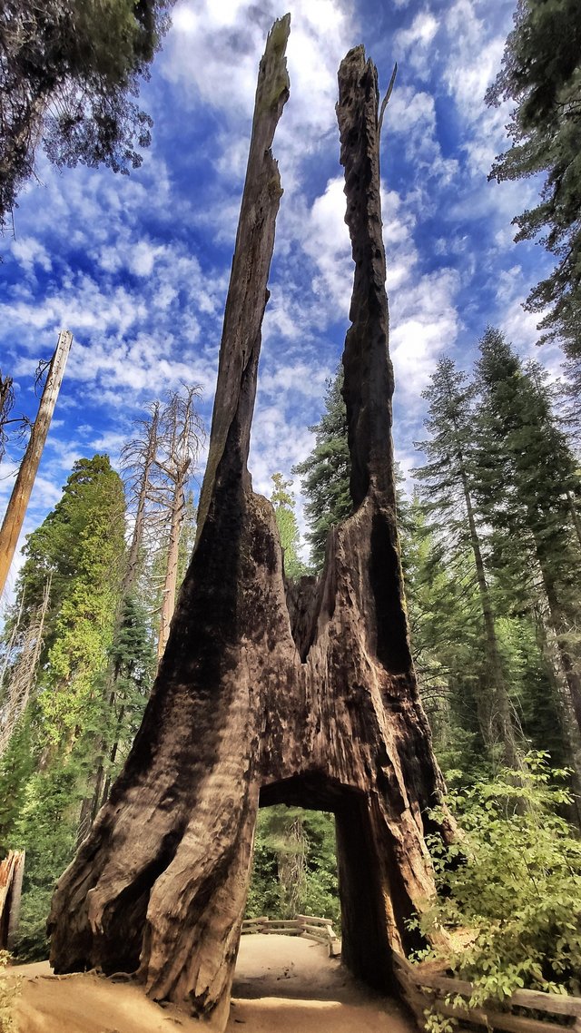 Tuolumne Grove: Rendezvous mit der Unsterblichkeit 