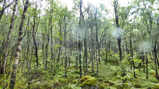 As a trekker you have to go throutg deep green woods.