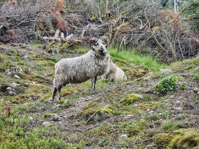 Wild norwegian animals