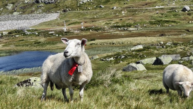 A sheep with his companion