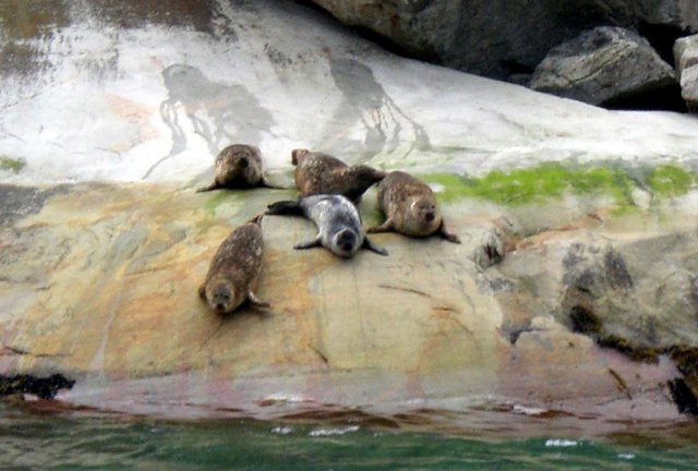 Svartisen Seals