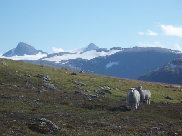 Sheeps on the fjell
