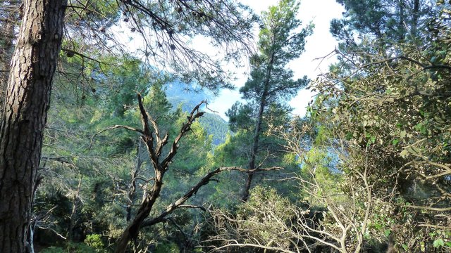 Deep forest near the sea