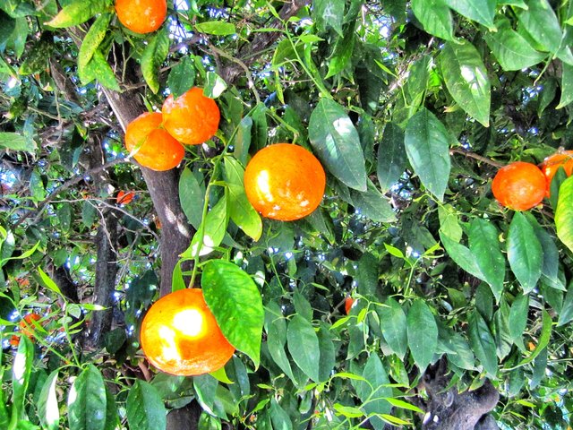 Orange tree roads