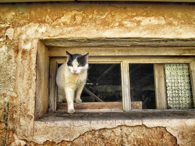 The cats are all crazy about the hikers